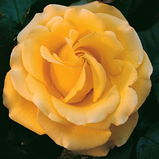 Freedom Rose