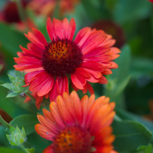 Gaillardia x grandiflora 'Burgunder'
