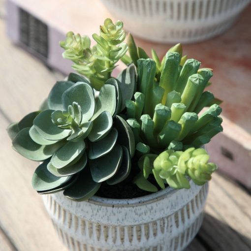 GALLERY DIRECT GREEN CERAMIC POTTED SUCCULENTS
