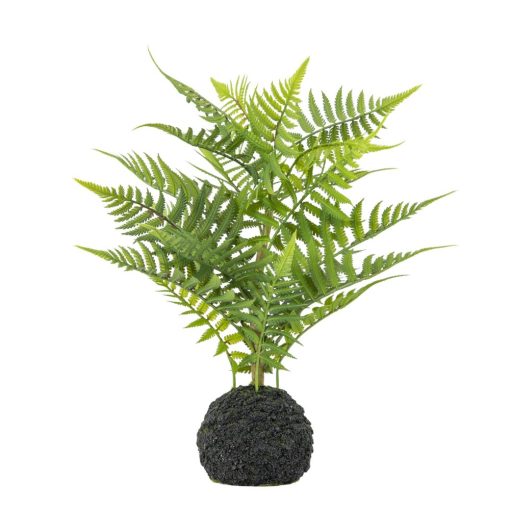 GALLERY DIRECT GREEN LADY FERN IN SOIL