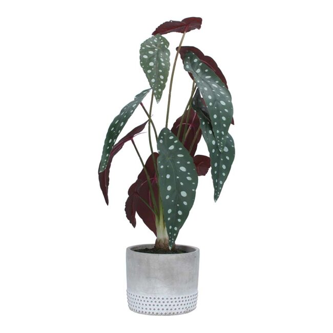 GISELA GRAHAM FAUX BEGONIA POT SPOTTED LARGE