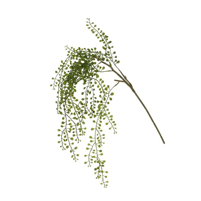 GISELA GRAHAM TRAILING PLANKTOTHRIX PICK