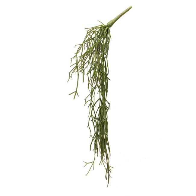 GISELA GRAHAM TRAILING RHIPSALIS PICK