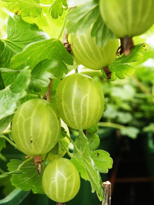 GOOSEBERRY HINNONMAKI GREEN