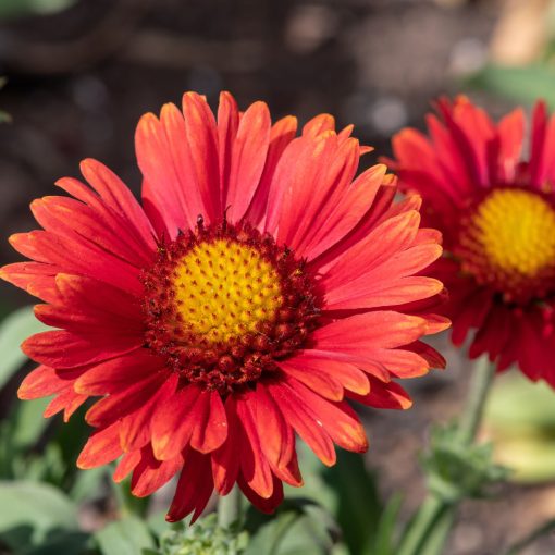 Gaillardia x grandiflora 'Arizona Red Shades'