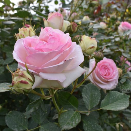 Giardina Climbing Rose