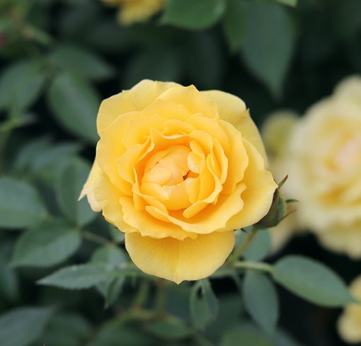 Golden Wishes Rose