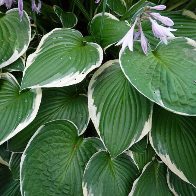 Hosta 'Fragrant Bouquet'