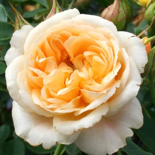 Happy Birthday Rose