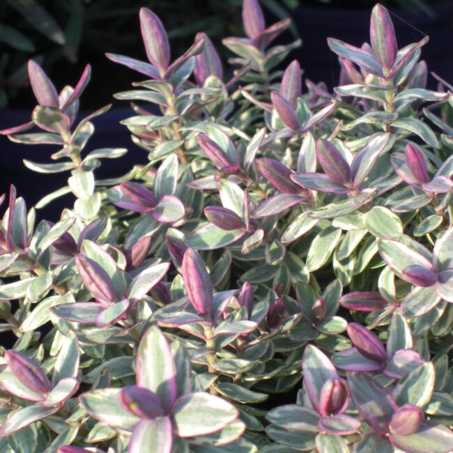Hebe 'Silver Dollar'