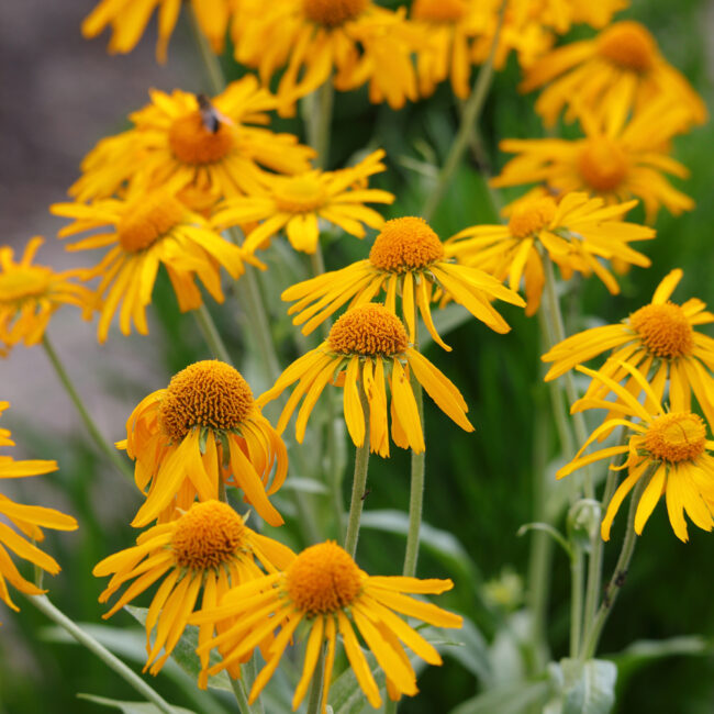 Helenium hoopesii