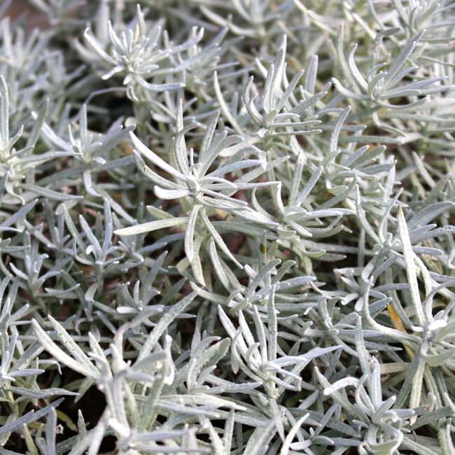 Helichrysum italicum - Curry Plant
