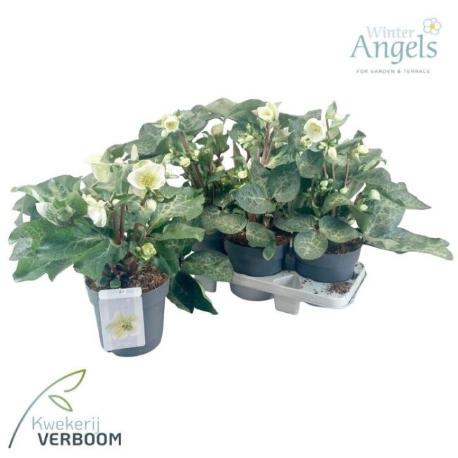 Hellebore Moondance