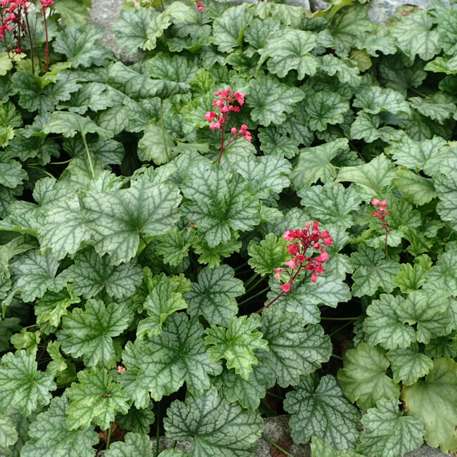 Heuchera americana 'Dales Strain'