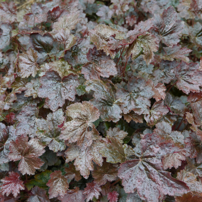 Heuchera micrantha 'Palace Purple'