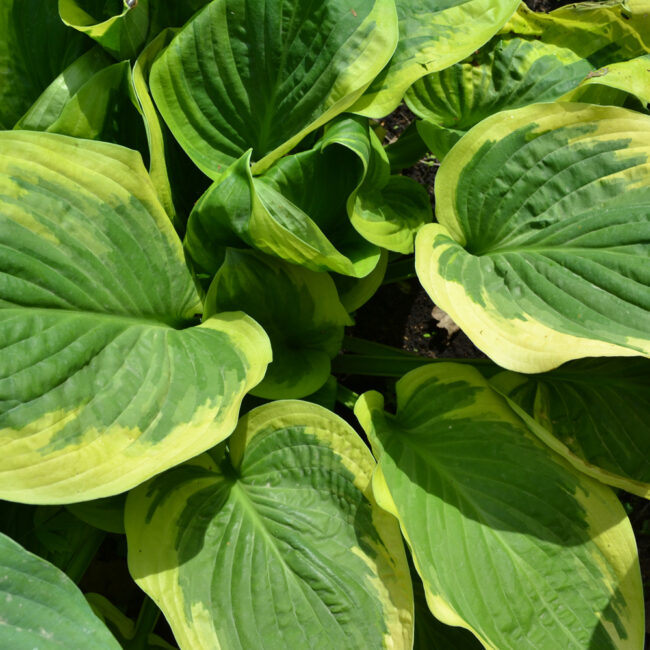 Hosta 'Diana Remembered'