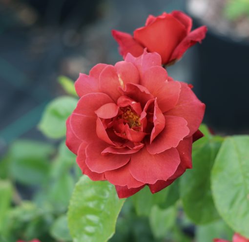 Hot Chocolate Rose