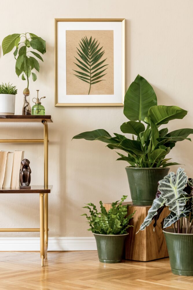 Indoor Plants