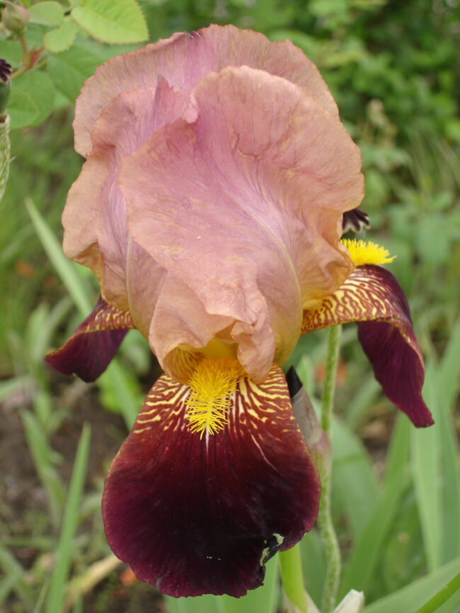 Iris germanica 'Cimarron Strip'