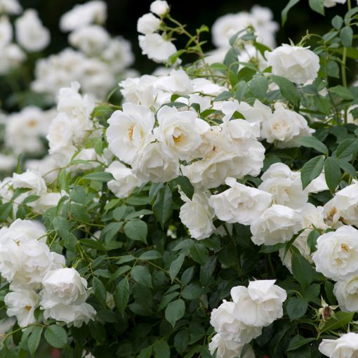 Iceberg Rose