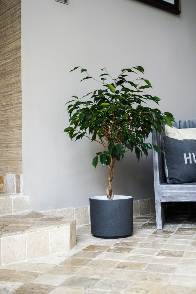 Ivyline Granite Leon Pot