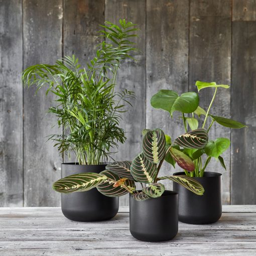 Ivyline Lisbon Anthracite Pot
