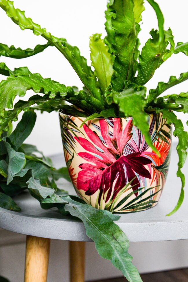 Ivyline Monza Tropical Fuchsia Pot