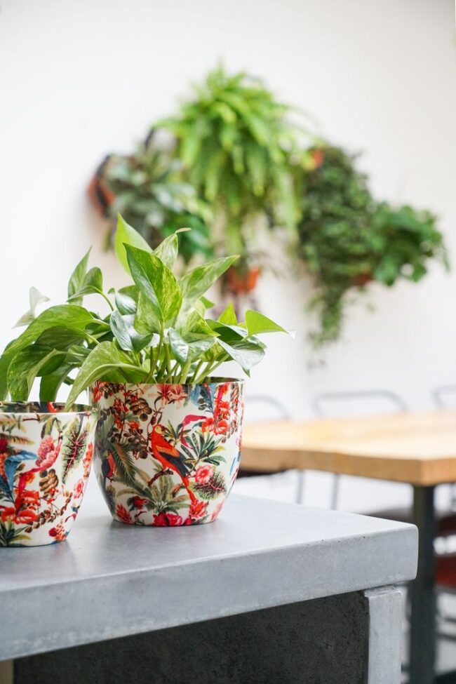 Ivyline Monza Tropical Parrot Pot