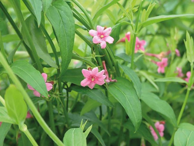 Jasminum beesianum