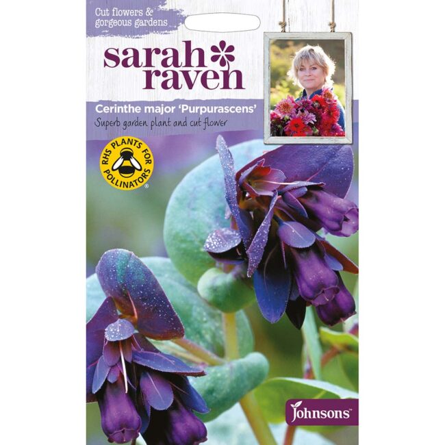 JOHNSONS SARAH RAVEN - CERINTHE MAJOR PURPURAS SEEDS