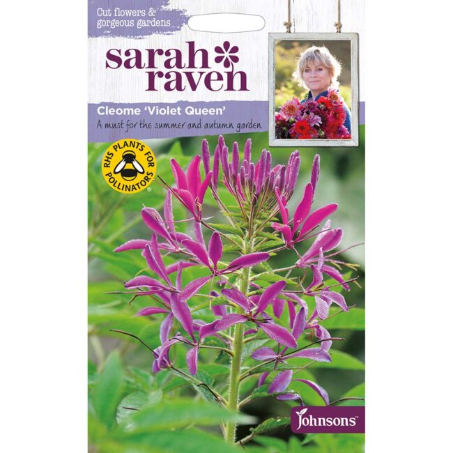JOHNSONS SARAH RAVEN - CLEOME VIOLET QUEEN SEEDS
