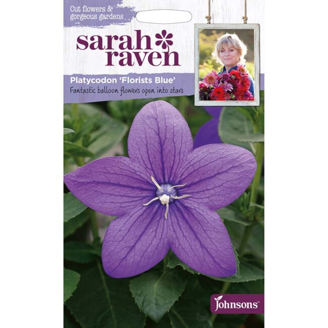 JOHNSONS SARAH RAVEN - PLATYCODON FLORISTS BLUE SEEDS