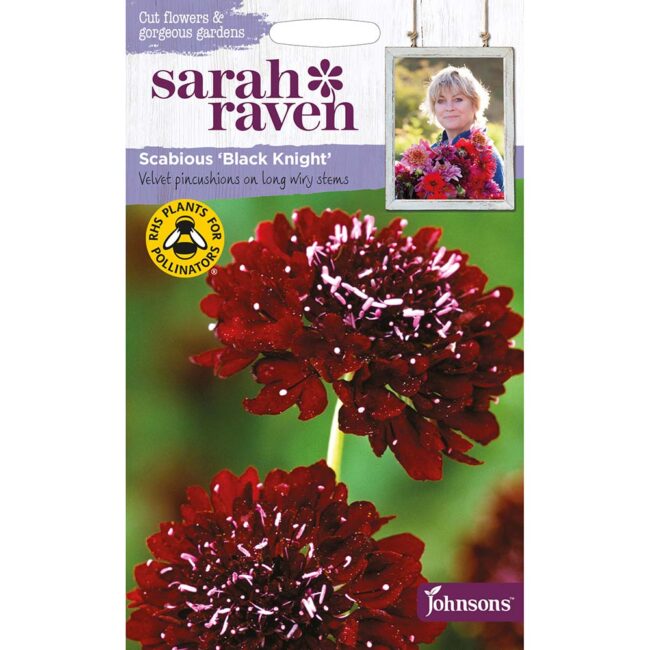 JOHNSONS SARAH RAVEN - SCABIOUS BLACK KNIGHT SEEDS