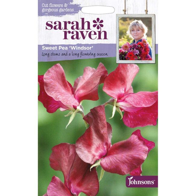 JOHNSONS SARAH RAVEN - SWEET PEA WINDSOR SEEDS