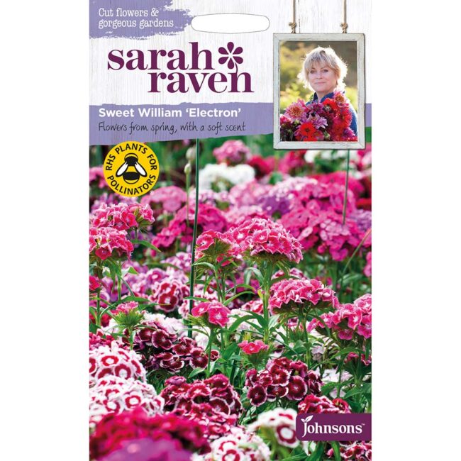 JOHNSONS SARAH RAVEN - SWEET WILLIAM ELECTRON SEEDS
