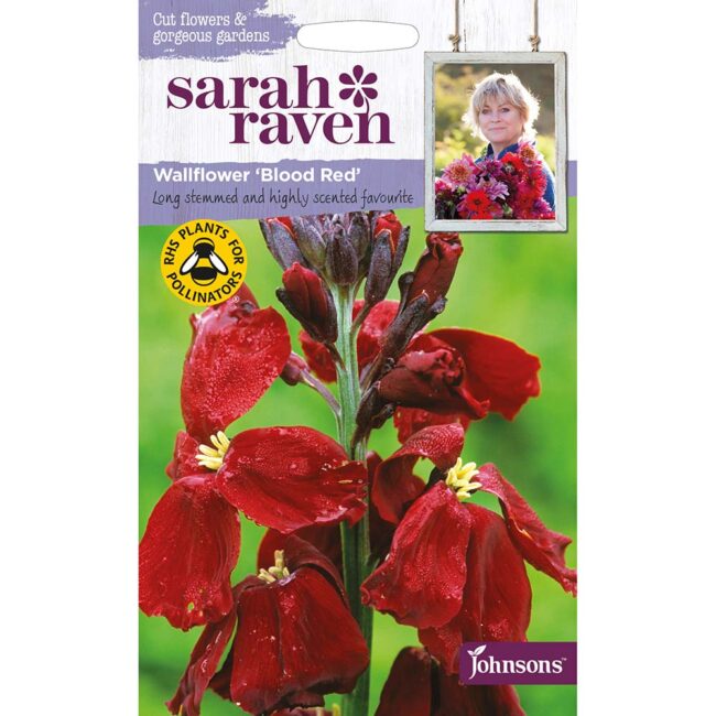 JOHNSONS SARAH RAVEN - WALLFLOWER BLOOD RED SEEDS