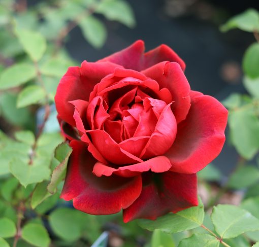 Jubilee Papa Meilland Rose