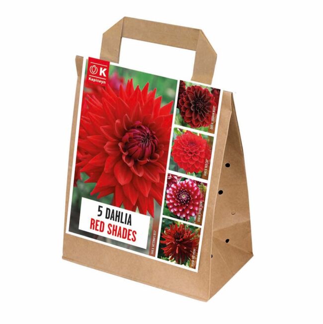 DAHLIA SHADES OF RED - KAPITEYN