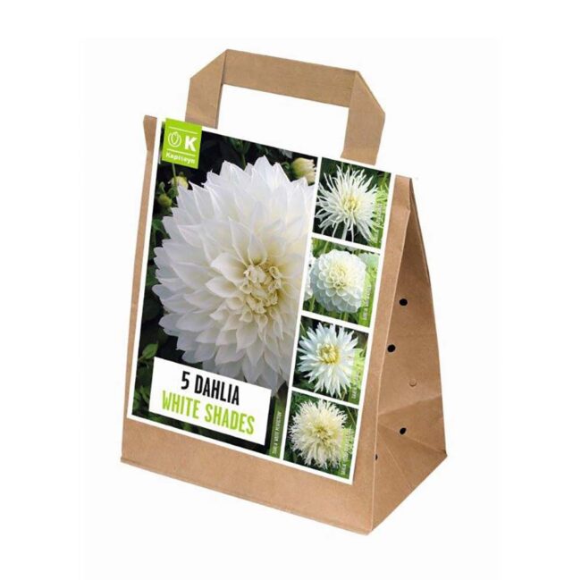 KAPITEYN DAHLIA SHADES OF WHITE