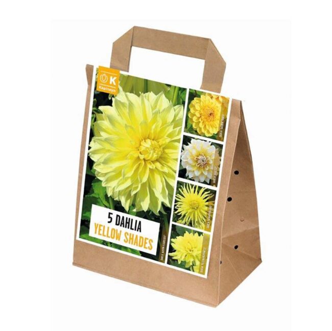 KAPITEYN DAHLIA SHADES OF YELLOW