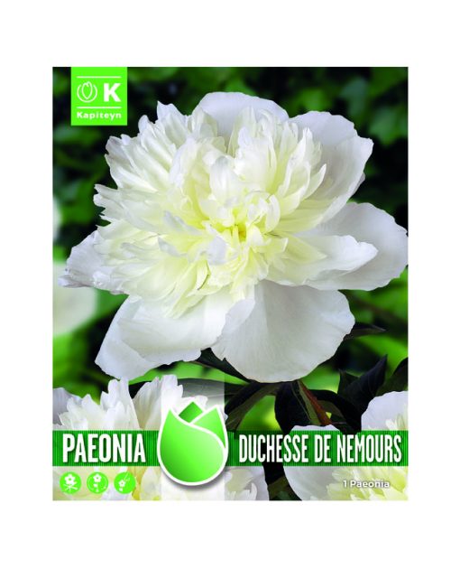 KAPITEYN PAEONIA DUCHESSE DE NEMOURS
