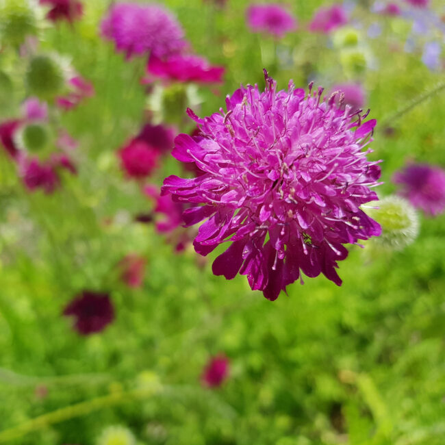 Knautia macedonica 'Red Knight'