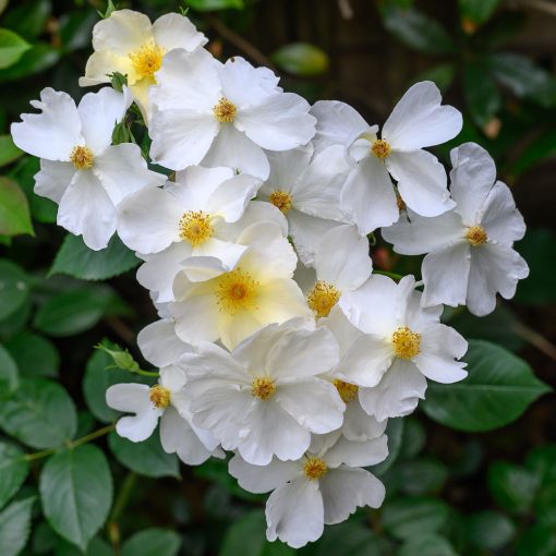 Kew Gardens Rose
