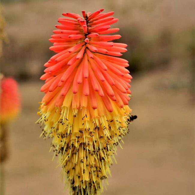 Kniphofia uvaria 'Flamenco'