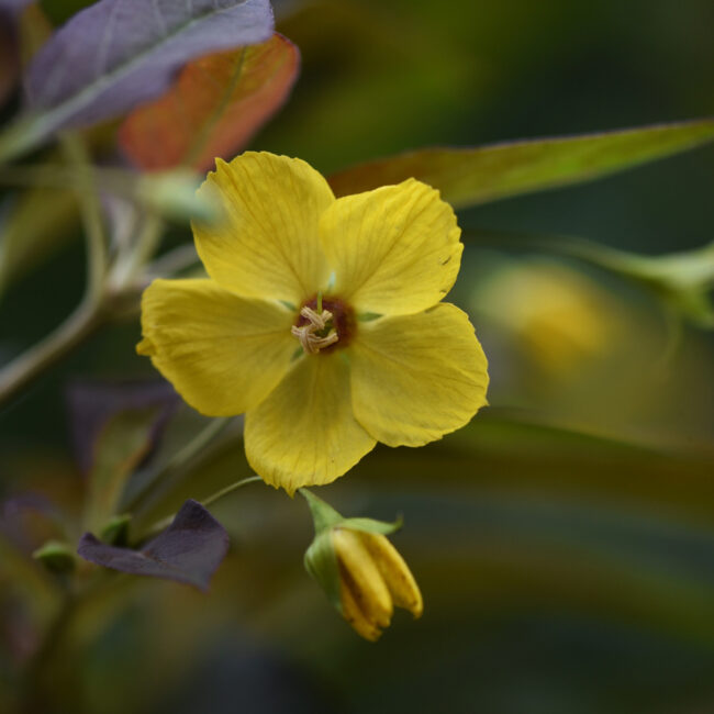 Lysimachia ciliata 'Firecracker'