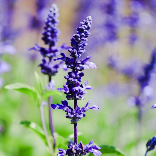 Lavandula angustifolia 'Hidcote'