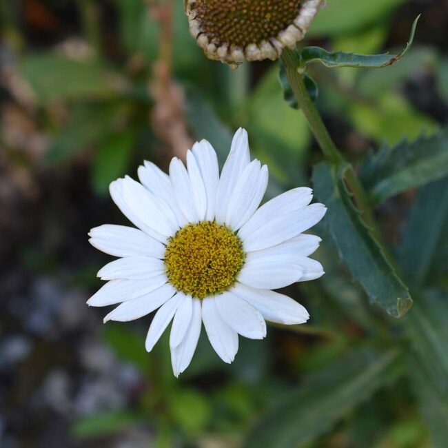 Leucanthemum 'Silver Princess'