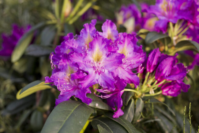 Rhododendron 'Libretto' - Image 2