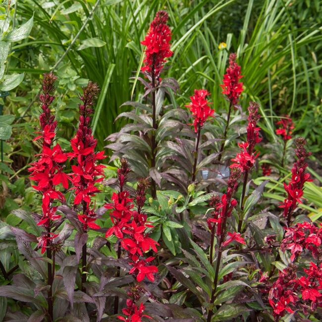 Lobelia cardinalis 'Queen Victoria' - Image 2