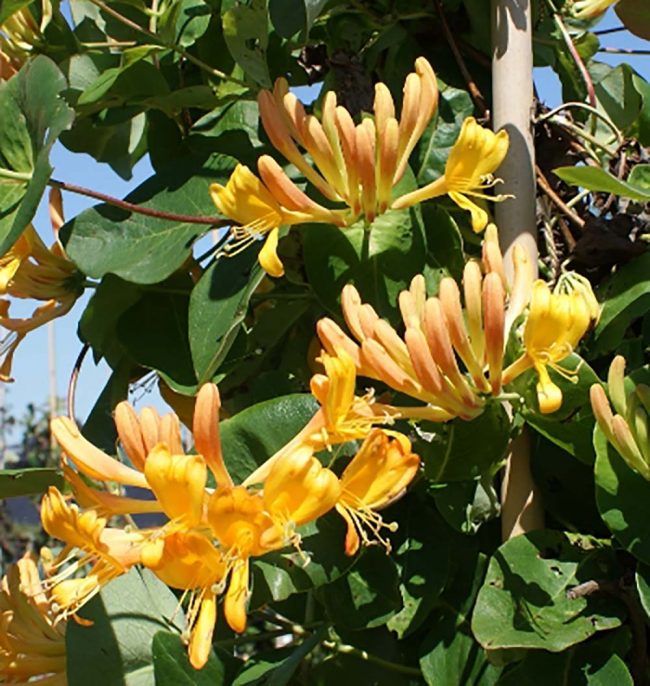 Lonicera Tellmanniana